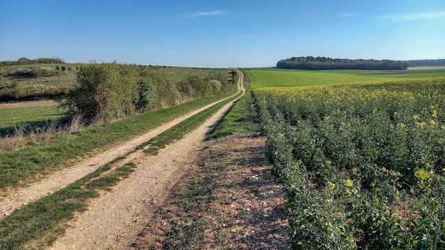 Dirt road in flowering field in beautiful nature countryside sunny day