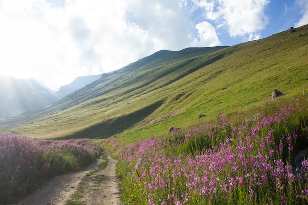 Dirt road and flowers in the mountains