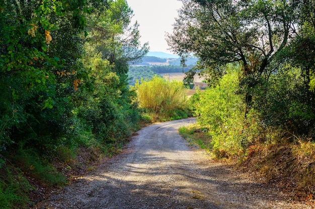 Dirt road in the forest and mountains in the background at sunset on a summer day