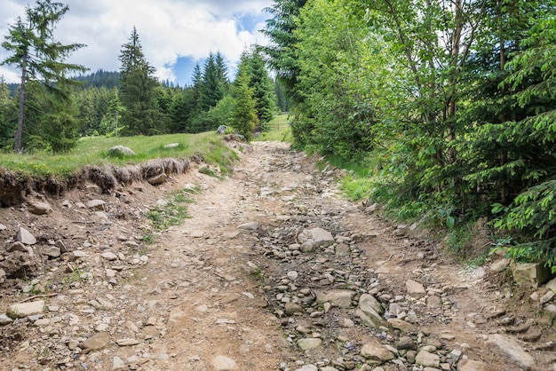 Dirt road in the forest in the mountainsSummer landscape in the Carpathians The dirt road leads to the mountain peaks Summer in the mountains