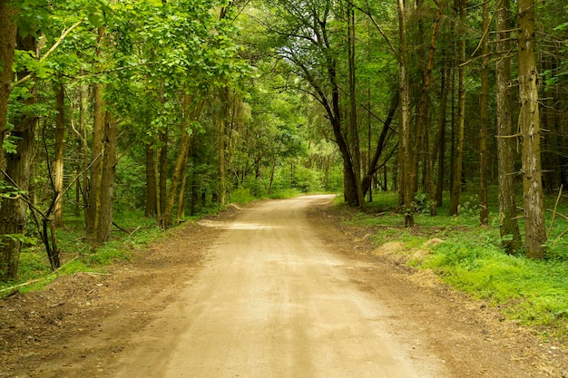 Dirt road in the forest Path in the green light summer forest Travel nature adventure concept