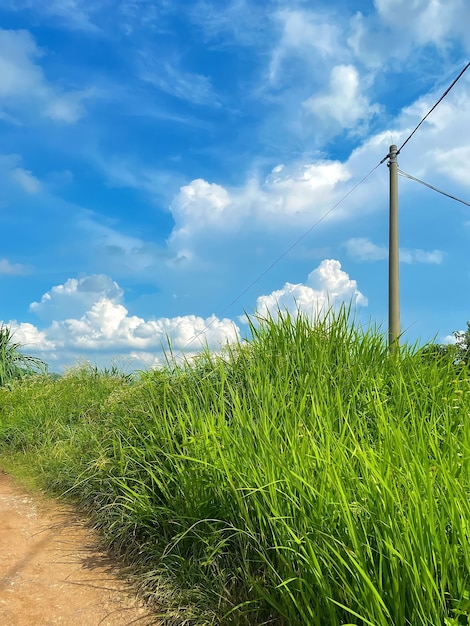 A dirt road in the grass with a blue sky and a power pole in the background.