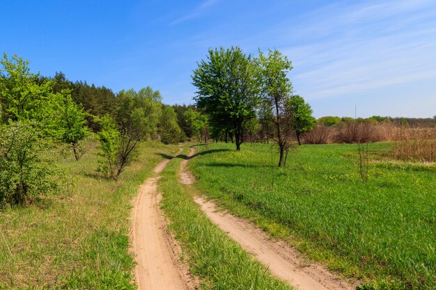 Dirt road in a green forest at spring