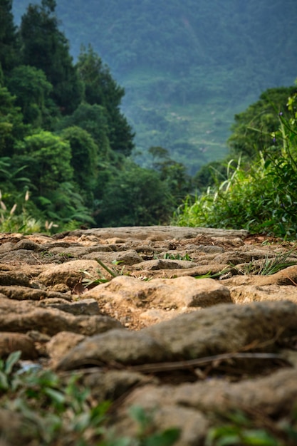 A dirt road in the jungle with a mountain in the background