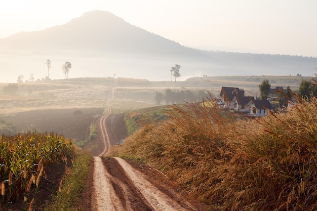 Dirt road leading through the early spring forest on a foggy morning at Khao Takhian Ngo View Point at Khaokho PhetchabunThailand