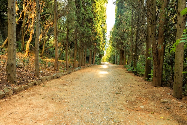 A dirt road lined with tall cypress trees