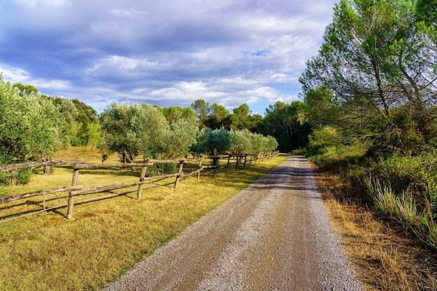 Dirt road between olive groves on a cloudy day at sunset