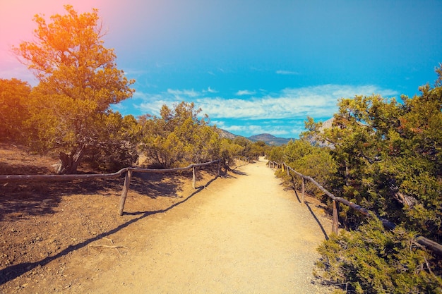 Dirt road in the park