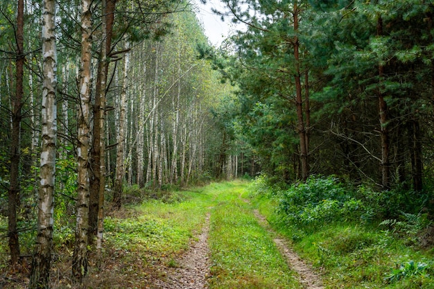 A dirt road passes through the autumn forest Colorful trees in the autumn season during sunset Quiet and cozy paths for walking through the forest in the early morning