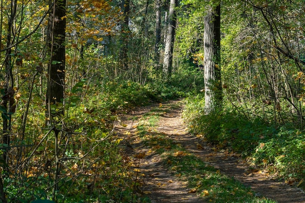 A dirt road passes through the autumn forest Colorful trees in the autumn season during sunset Quiet and cozy paths for walking through the forest in the early morning