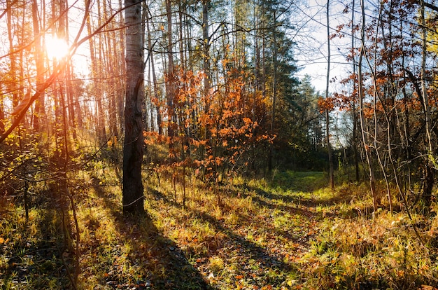 Dirt road in pine forest in autumn