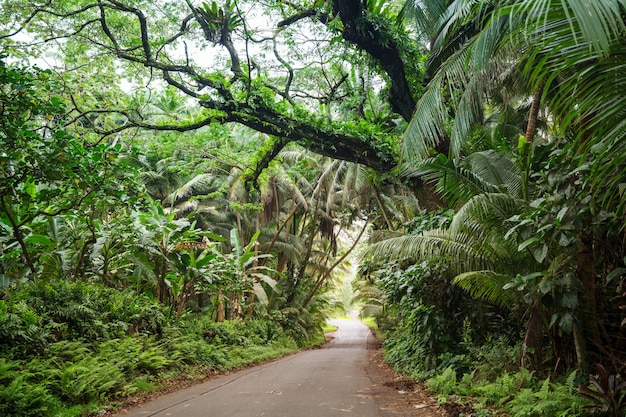 Dirt road in remote jungle in Big Island, Hawaii