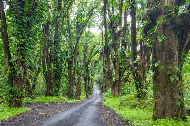 Dirt road in remote jungle in Big Island, Hawaii