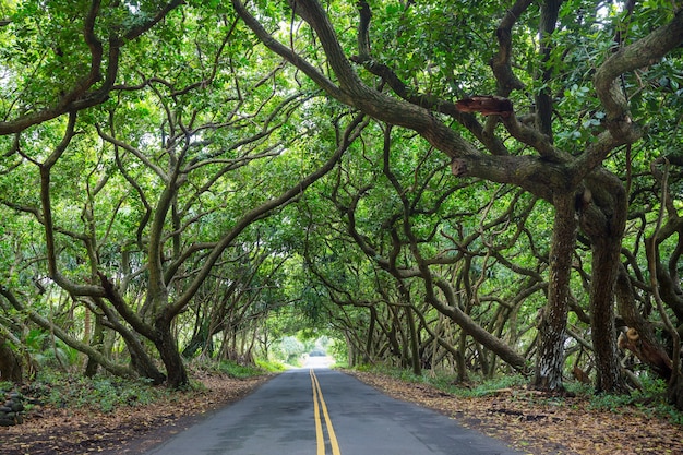 Dirt road in remote jungle in Big Island, Hawaii