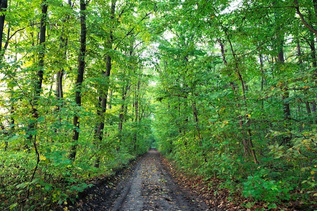 Dirt road in summer green forest panorama