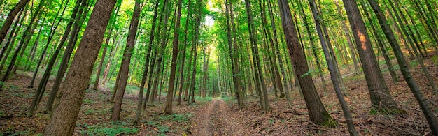 Dirt road in summer green forest panorama