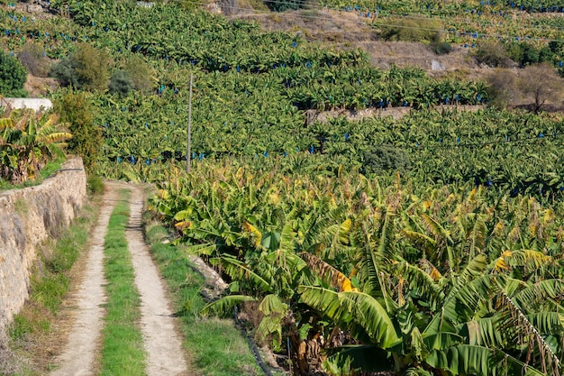 Dirt road through a banana plantation in Turkey