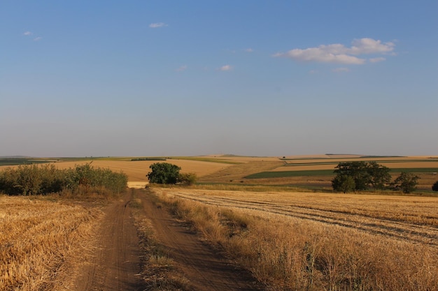 A dirt road through a field