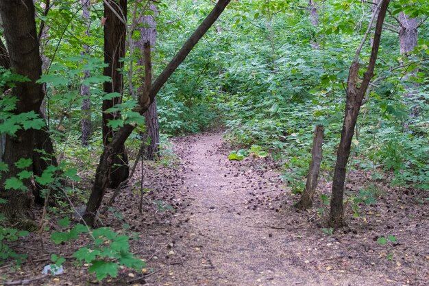 Dirt road through green dense rainforest Ulyanovsk Russia