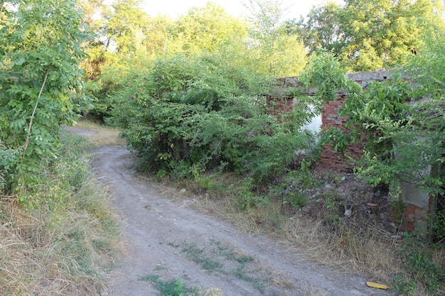 A dirt road with bushes and a brick wall