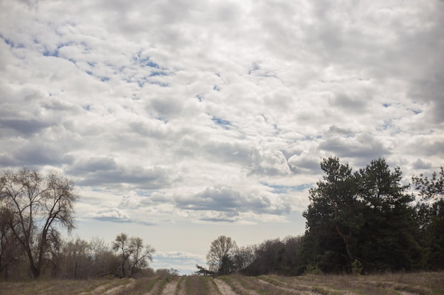 a dirt road with a field and trees and a cloudy sky