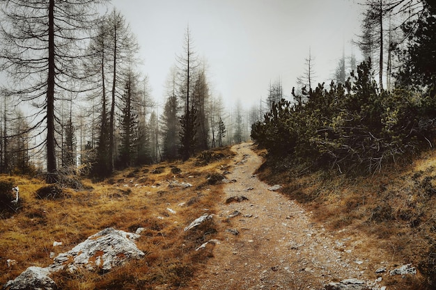 a dirt road with a large rock on it and a trail in the middle of the woods