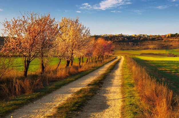 A dirt road with trees on the left and a blue sky in the background.