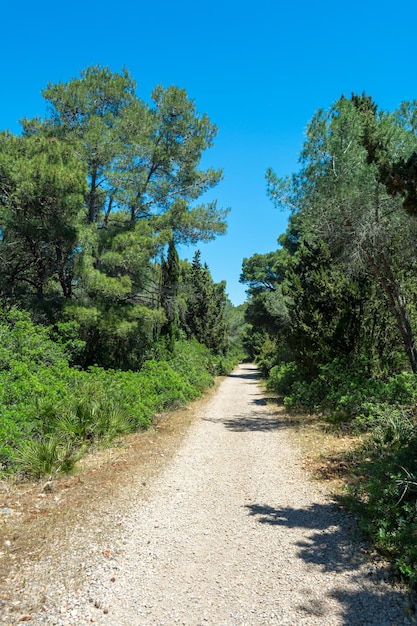 Dirt road in the woods