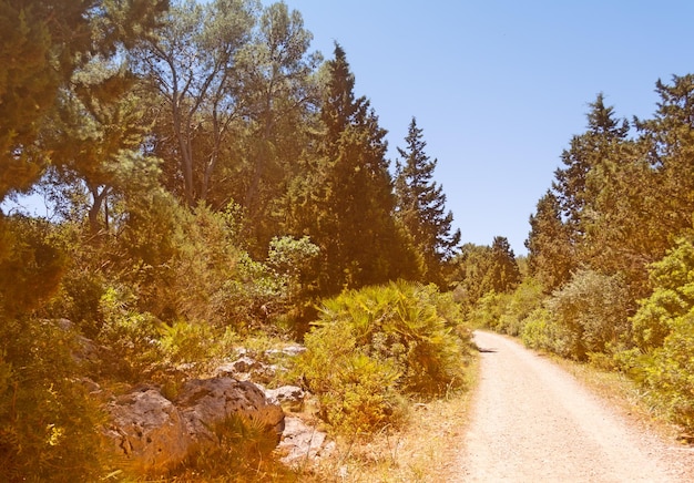 Dirt road in the woods