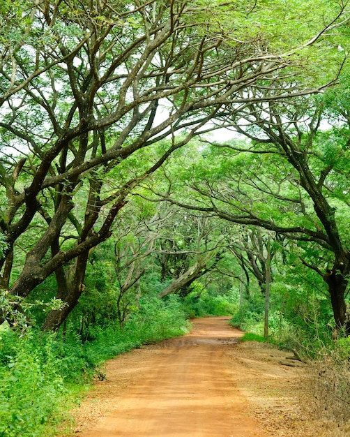 Dirt road