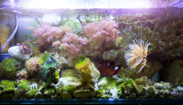 Dirty aquarium with water tree and fish inside