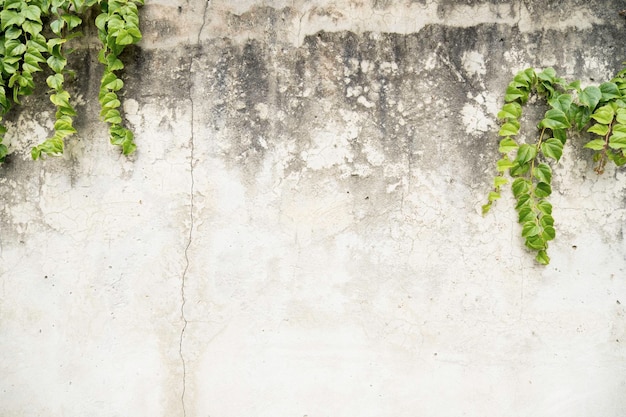 Dirty concrete wall overgrown green plant as background