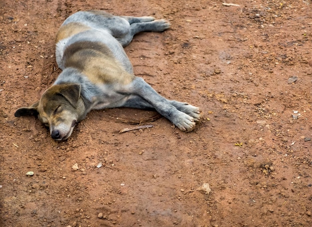 Dirty Dog in Municipal waste disposal open dump process look like lonely