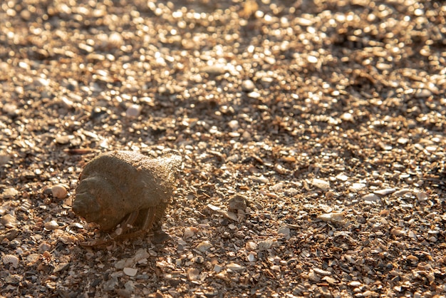 dirty Hermit crab in the shell on the beach