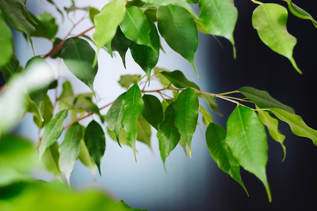 Dirty leaves of a house plant The concept of cleaning and caring for indoor plants Soft focus