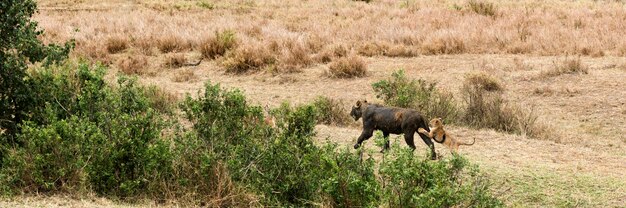 Dirty lioness walking with its cub, Serengeti, Tanzania, Africa