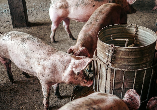 Dirty pigs on the farm are eating foodpigs eating swine hog feed in a farm