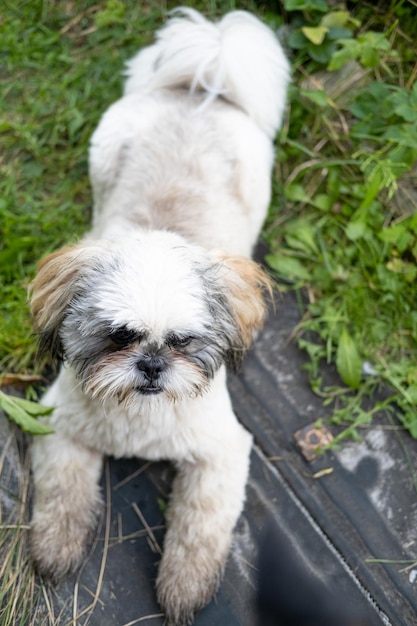 Dirty wet pedigree dog lying down and resting in a rustic courtyard after active play in the grass