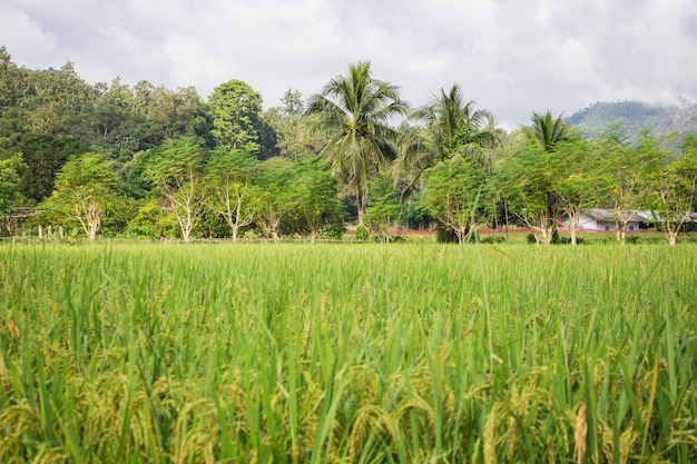 Discovering Thailand