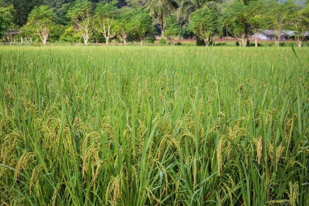 Discovering Thailand