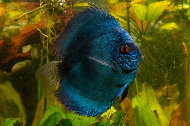 Discus fish in the aquarium Popular as freshwater aquarium fish