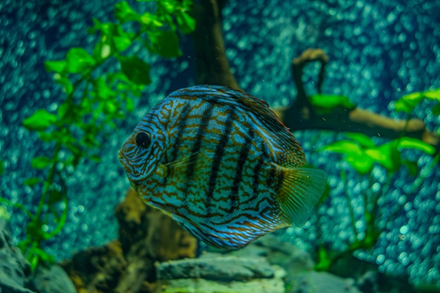 discus fish in aquarium tropical fish Symphysodon discus from Amazon river