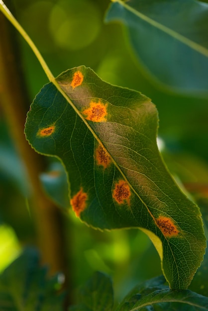 Disease on a pear tree a leaf in orange spots Selective focus