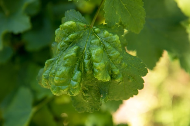 Diseased currant leaf gall midge currant macro