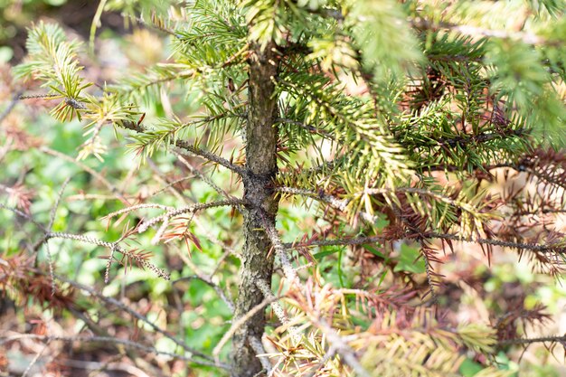 Diseases of coniferous trees. Fusarium on spruce branches. Garden treatment and care.