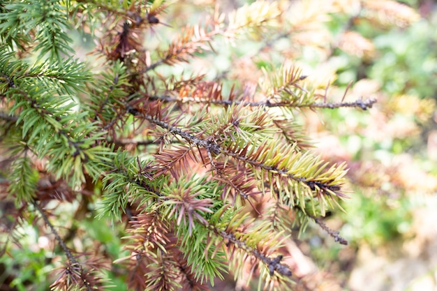 Diseases of coniferous trees. Fusarium on spruce branches. Garden treatment and care.