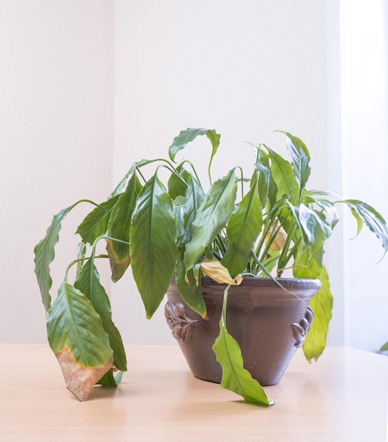 Diseases of indoor plants Diseases of houseplants Identification and treatment of diseases