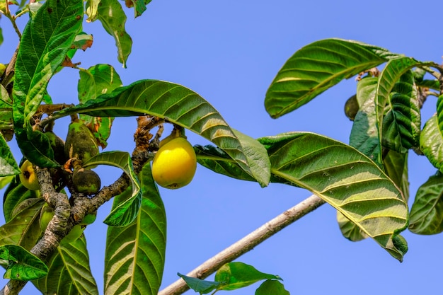 Diseases of the Japanese medlar tree. Loquat Tree.