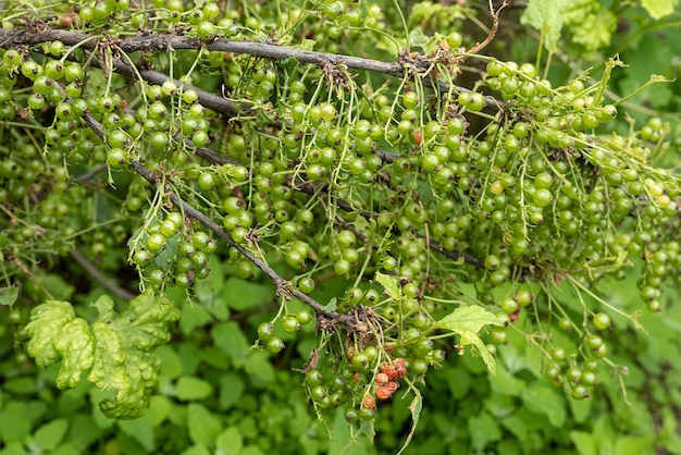 Diseases and pests of berry bushes Gall Aphid on currants Damaged leaves on a red currant