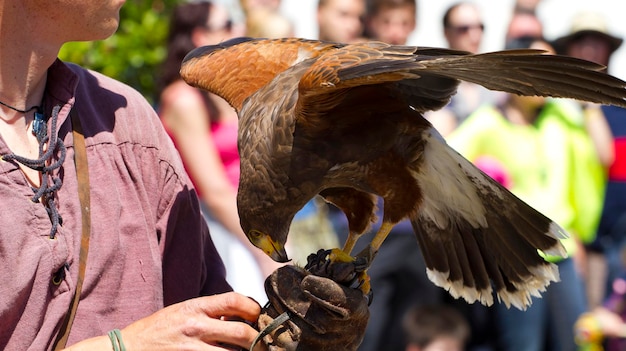 display of birds of prey, golden eagle